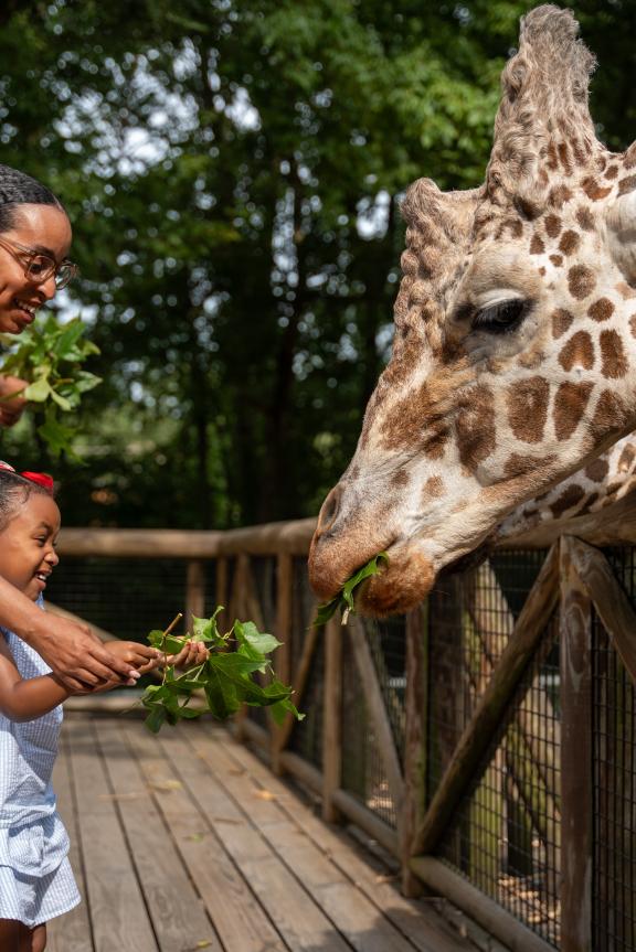 Giraffe feeding at the Memphis Zoo