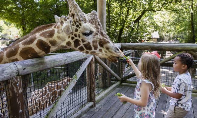 A small girl and boy feed giraffe lettuce at the Memphis Zoo.