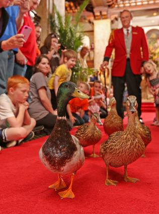 children line red carpet during peabody duck march