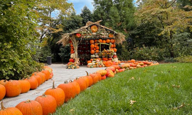 Pumpkins lining a path leading to a festive fall house made of pumpkins and hay at Dixon Gallery & Gardens.
