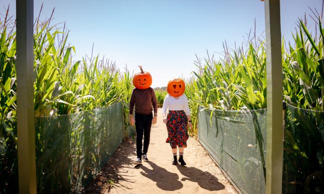 Two people walking with jack o'lantern masks on walking through a corn maze.